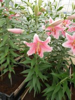 [4196 Sorbonne JWS No01.JPG]